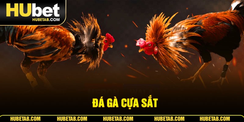 đá gà cựa sắt