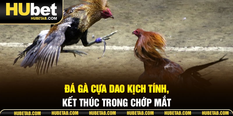 Đá gà cựa dao kịch tính, kết thúc trong chớp mắt