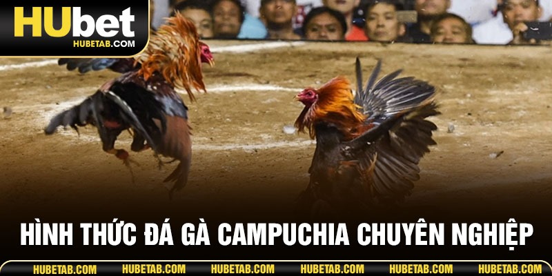 Hình thức đá gà Campuchia chuyên nghiệp